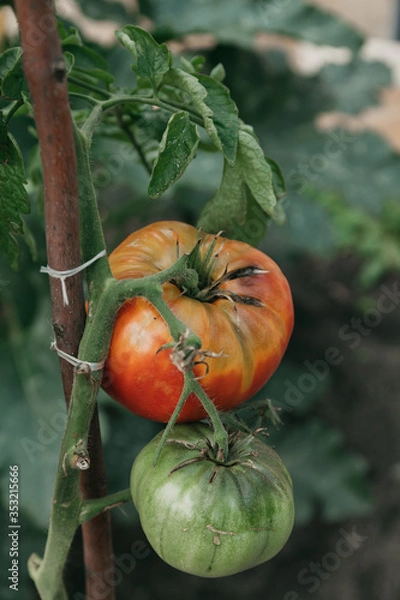 Obraz Two tomatoes tomatoes weigh on green branch
