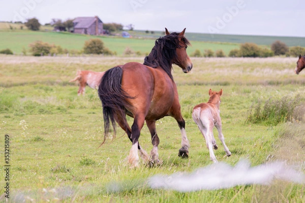 Obraz Mare and Foal running alongside each other