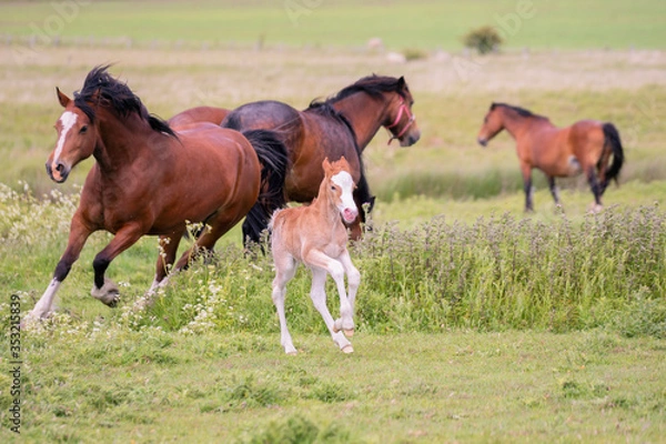 Obraz Mare chasing after her Foal