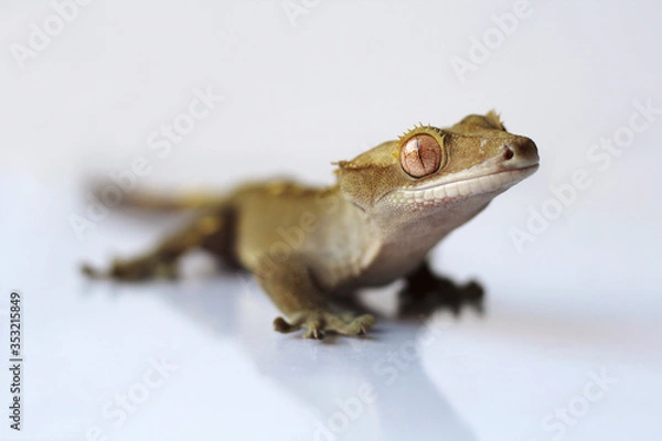 Obraz The crested gecko (Correlophus ciliatus)