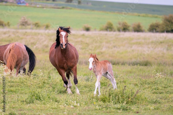 Obraz Mare and Foal running through the fields together