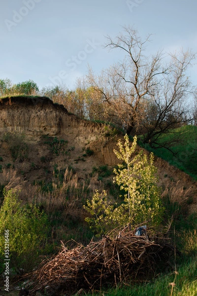 Obraz landscape with trees