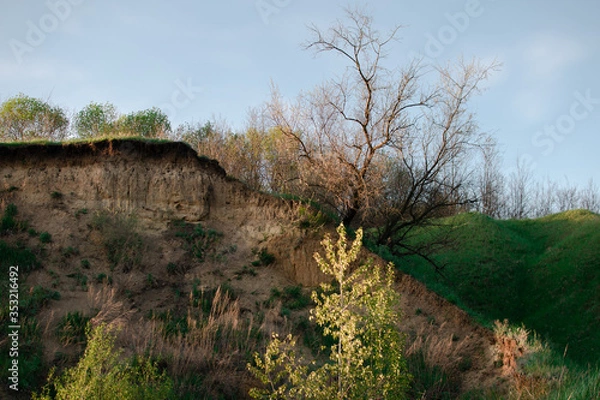 Obraz landscape with trees