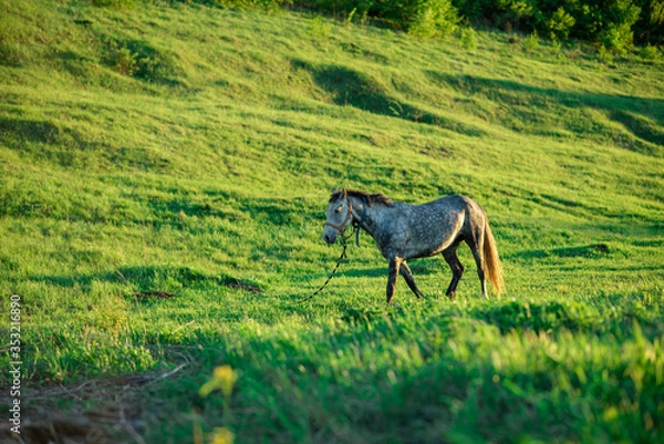 Obraz horse in the grass