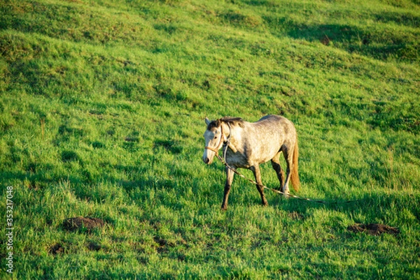Obraz horse in the field