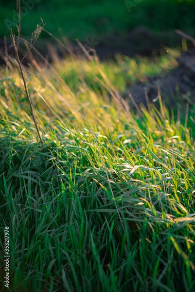 Obraz grass in the wind