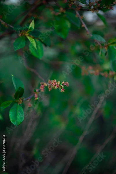 Obraz green leaves on a tree