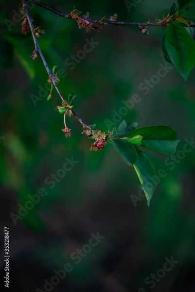 Obraz green leaves on a tree
