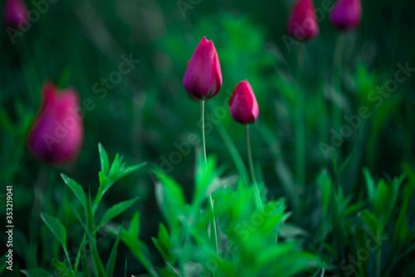 Fototapeta red tulips in the garden