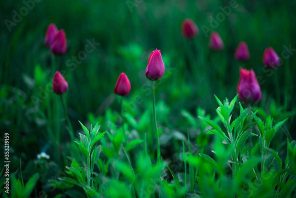 Obraz pink tulips in spring