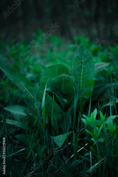 Obraz green in the forest