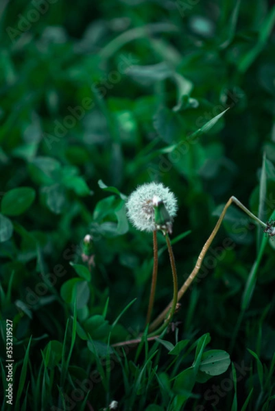 Obraz dandelion on green background