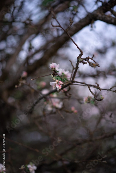 Obraz cherry blossom in spring