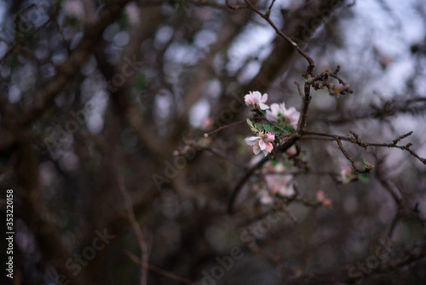 Obraz cherry blossom in spring