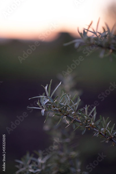Obraz frost on grass