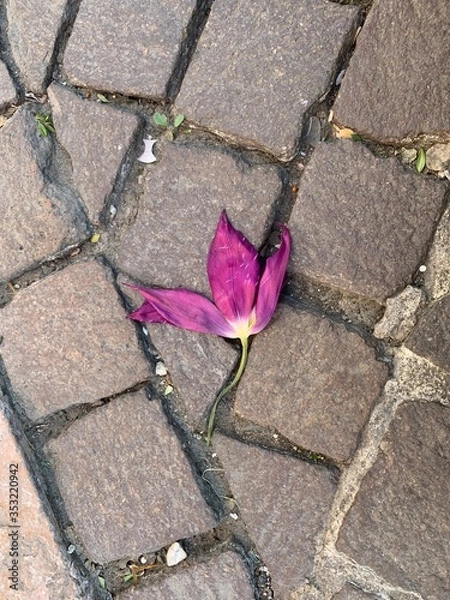 Obraz rose on the ground