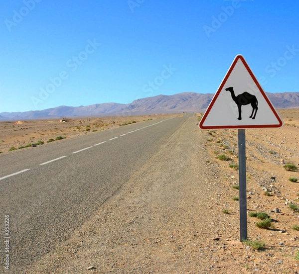 Obraz przejście wielbłądów