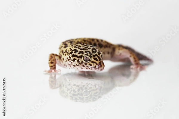 Obraz The leopard gecko (Eublepharis macularis) normal morph