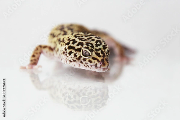 Obraz The leopard gecko (Eublepharis macularis) normal morph