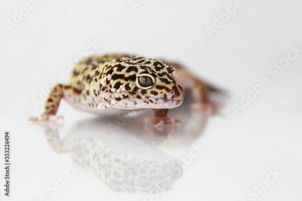 Obraz The leopard gecko (Eublepharis macularis) normal morph