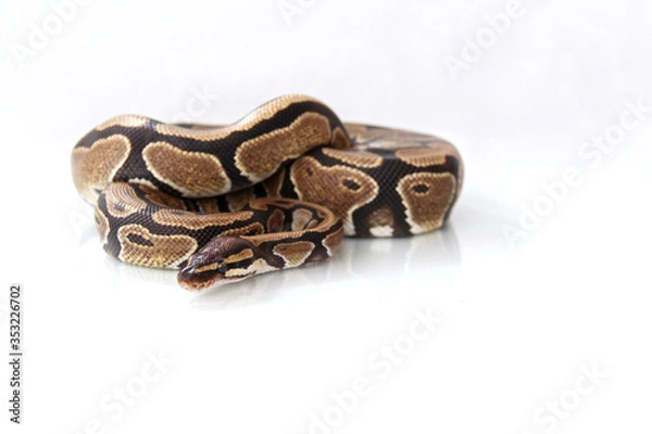 Obraz The ball python (Python regius) normal morph
