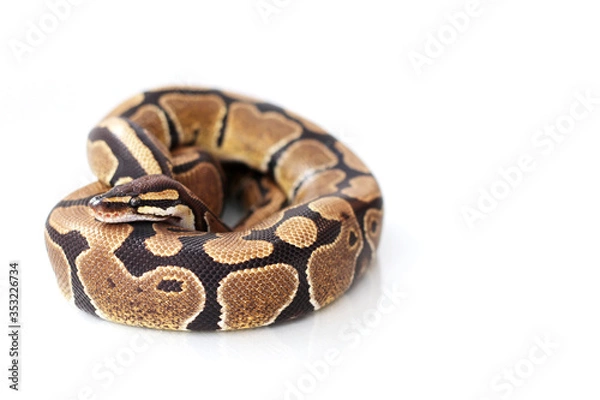 Obraz The ball python (Python regius) normal morph
