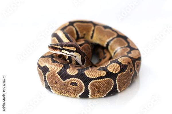 Obraz The ball python (Python regius) normal morph