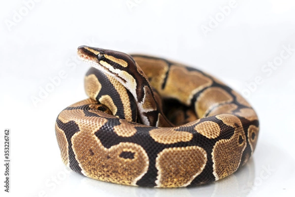 Obraz The ball python (Python regius) normal morph