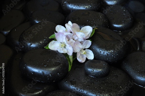 Fototapeta spa still life with stones and orchid