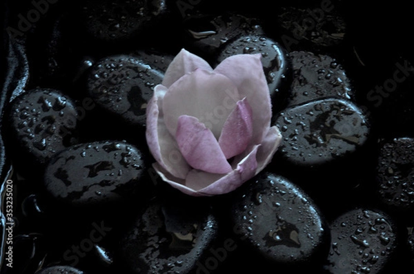 Fototapeta spa still life with stones and orchid