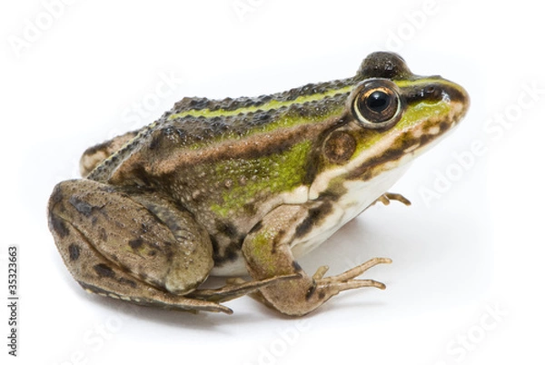 Obraz Rana ridibunda. Frog on white background