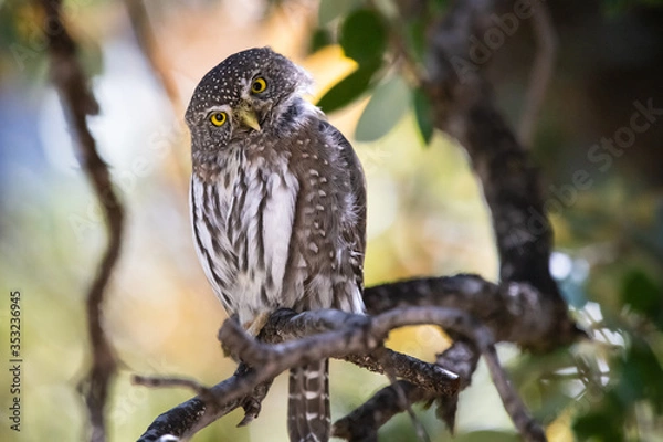 Obraz Northern Pygmy Owl