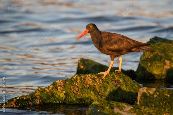 Obraz Black Oystercatcher