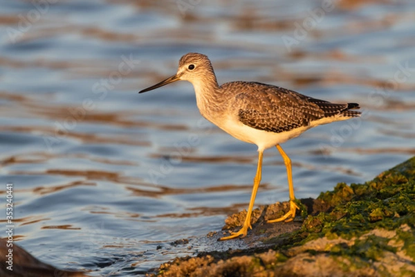 Obraz Greater Yellowlegs