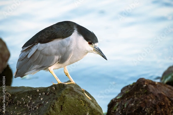 Obraz Black Crowned Night Heron