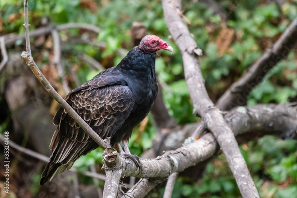 Obraz Turkey Vulture
