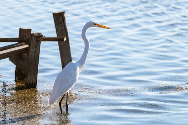 Obraz Great Egret