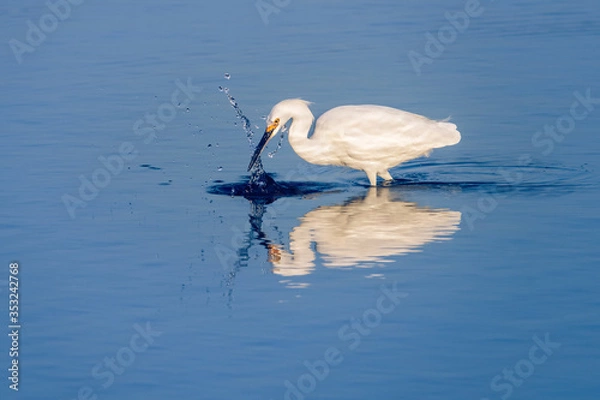 Obraz Snowy Egret