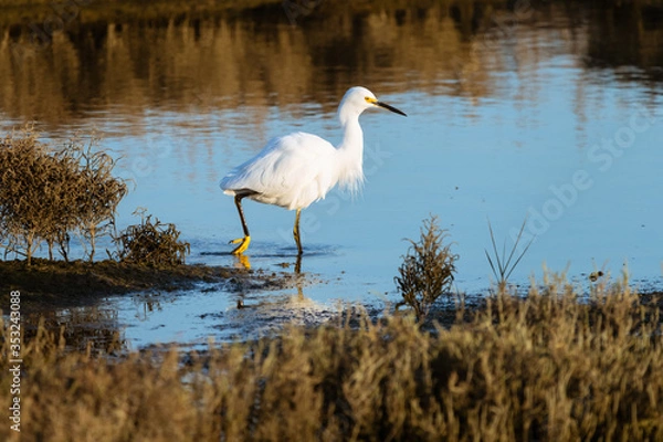 Obraz Snowy Egret