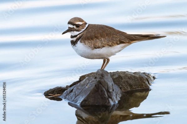 Obraz Kildeer