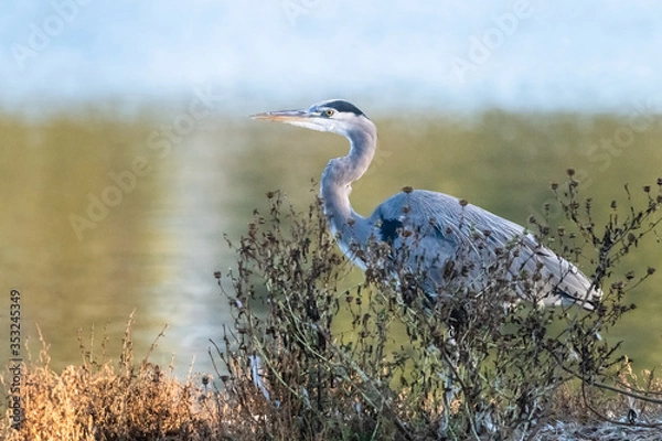 Obraz Great Blue Heron
