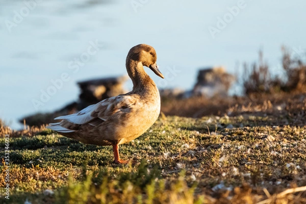 Obraz Young Mallard Duck