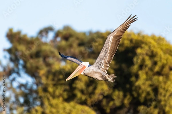 Obraz Brown Pelican
