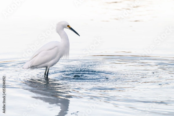 Obraz Snowy Egret