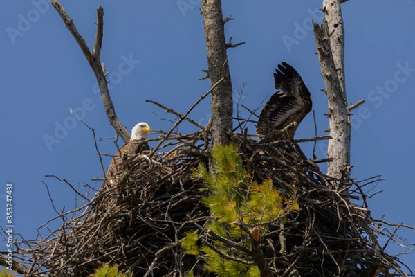 Fototapeta The Bald Eagle, female on the nest