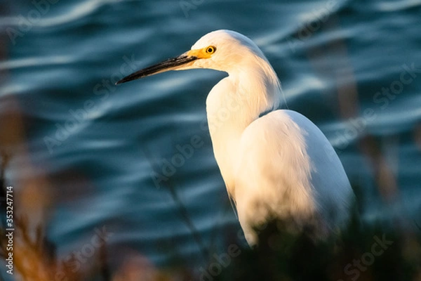Obraz Snowy Egret