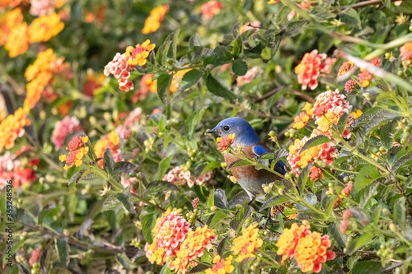 Obraz Western Bluebird