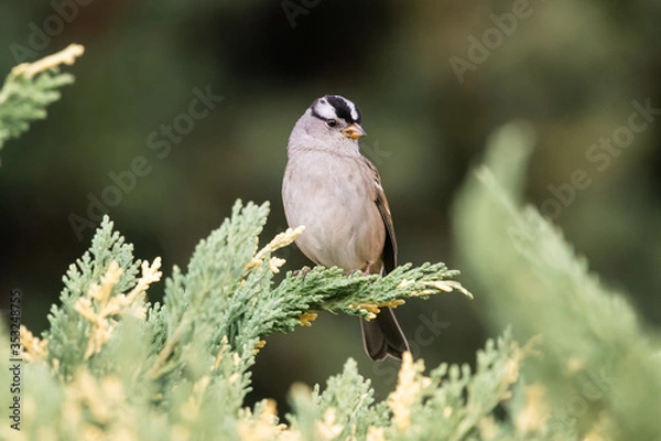 Obraz White Crowned Sparrow