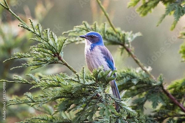 Obraz Western Scrub Jay