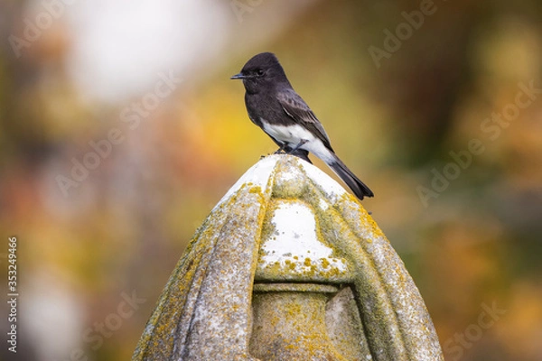 Obraz Black Phoebe
